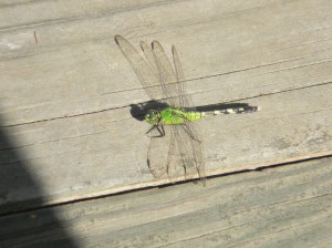 Dragonfly