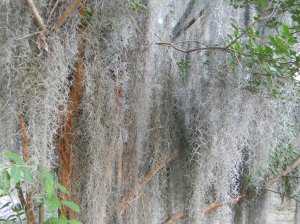 Spanish moss lives off the air, is not harmful to the trees, and is actually related to pineapples!