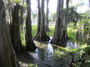 Cypress trees