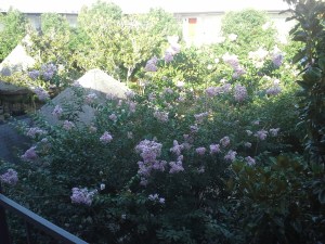 tops of crepe myrtles