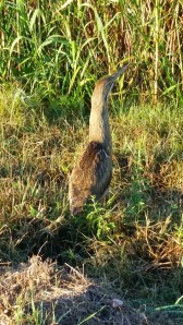 bittern