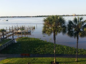 lake with water hyacinth