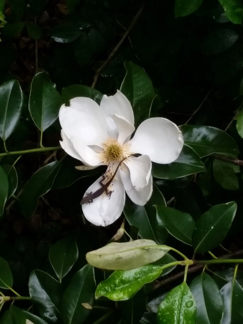 lizard on magnolia flower