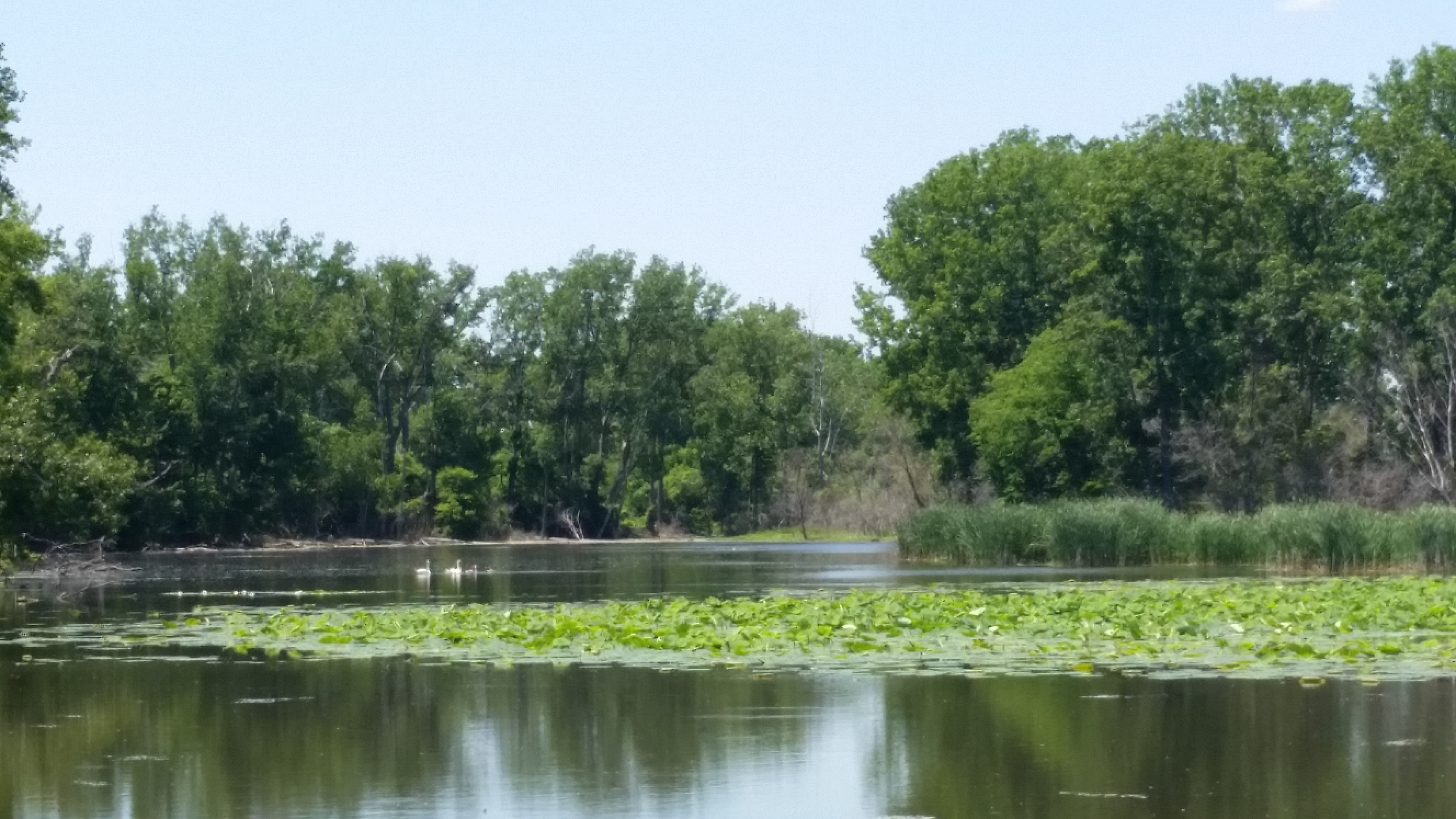 swans on the lotus lagoon